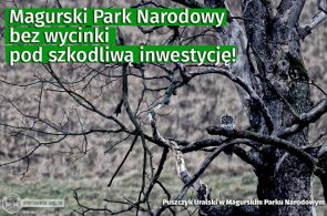 Zatrzymaliśmy wycinkę pod szkodliwą inwestycję w Magurskim Parku Narodowym!