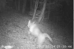 Wilka i rysia zarejestrowały fotopułapki w Beskidzie Małym